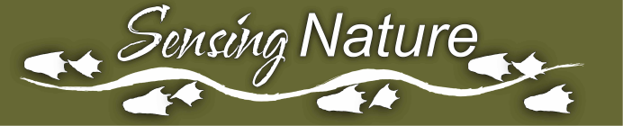 Clearwater Beach Ecotour